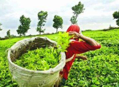 Assam Tea Heritage 11 Night 12 Days Tour
