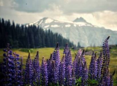 Glimpses of Kashmir 6 Nights - 7 Days 4 Star Based up 06 Pax min