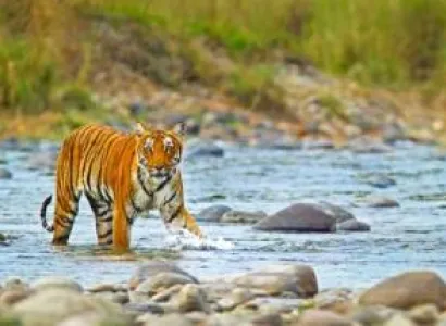 02 Nights & 03 Days Jim Corbett Tour Package