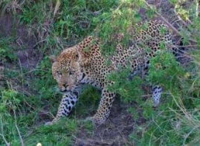 3-Days  Maasai Mara Adventure