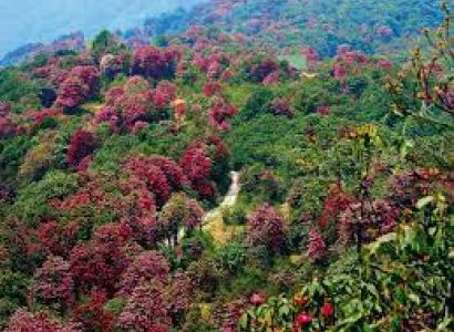 The Valley Of Flowers 6Days Tour