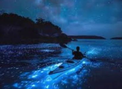 Kochi- Bioluminescience Kayaking/ Alleppy Tour