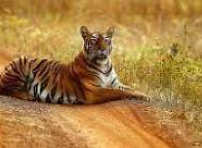 Tadoba Safari 2 Night 3 Days Tour