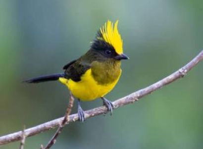 Exquisite Birds And Mammals Of Northeast India Tour