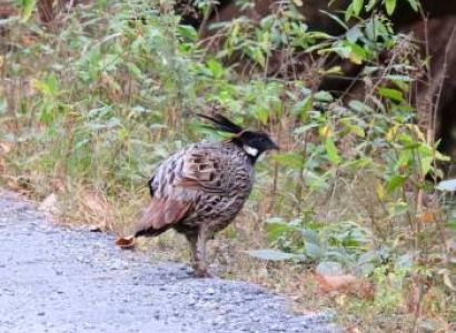 Central Himalayas Bird Tour - Uttarakhand