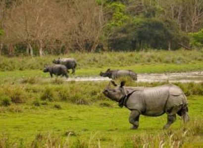 Exquisite Birds And Mammals Of Northeast India Tour