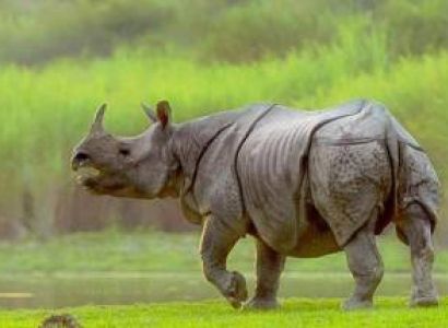 Nepal Expedition Birding Tour