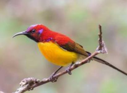 Special Birding Tour In Bhutan