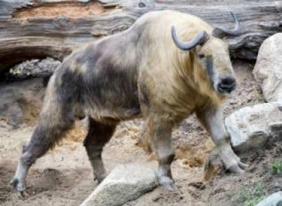 Birds And Mammals Of Bhutan Tour