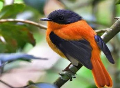 South India Birding Tour