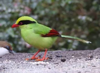 Central Himalayas Bird Tour - Uttarakhand