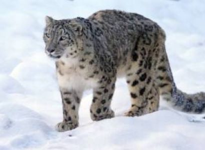 Exquisite Snow Leopard In Ladakh Tour