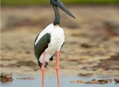 Golden Triangle Wildlife - Bird Watching Tour