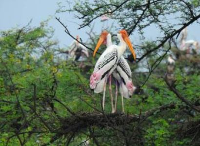 Golden Triangle Wildlife - Bird Watching Tour