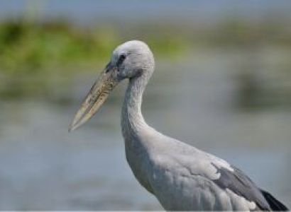 Exploring Wildlife & Birding Tour - Nepal