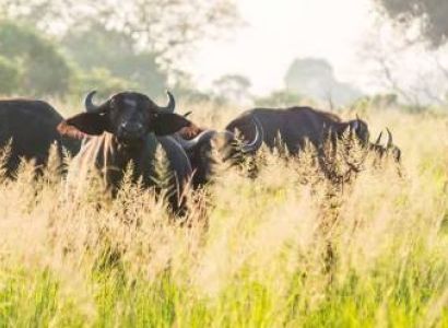 9 Days Safari To Selous - Mikumi And Ruaha Tour