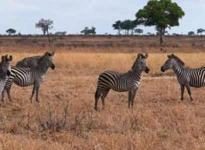 6 Days Luxury And Fly Safari In Selous And Ruaha Tour