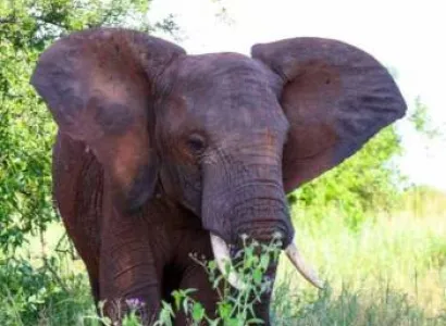 6 Day Safari Big Five At Selous And Ruaha Tour