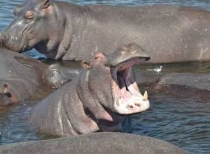 10 Days Of Wilderness In Selous - Mikumi And Ruaha Tour