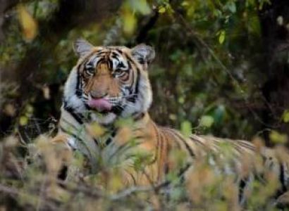 03 Nights - 04 Days Corbett Nainital Tour