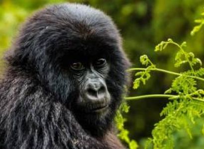 3 Days Unforgettable Gorilla Safari and Twins lakes