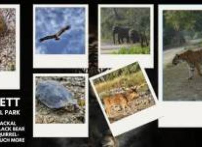 Jim Corbett Packages For A Refreshing Getaway