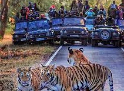 4 Days -3 Nights Tadoba Wild Life Tour Package