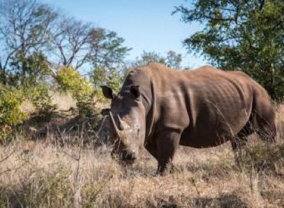 Livingstone Extra moments