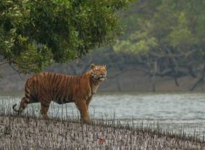 Sundarban 2Days Tour
