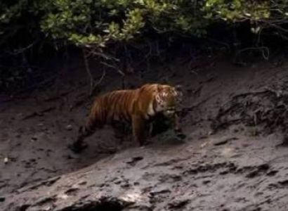 Kolkata To Sunderban  2Night - 3Days