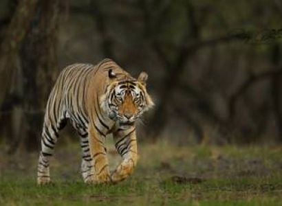 Ranthambore National Park Tour