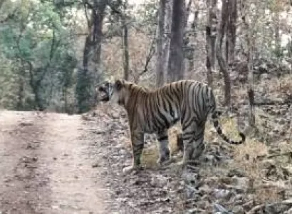 World Famous Wildlife  Luxurious Package