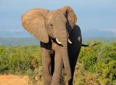 6 Days Kenya Luxury Best Value Safari – Samburu, Ol Pejeta, Lake Nakuru & Maasai Mara