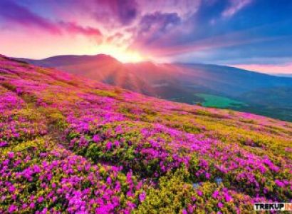 Valley Of Flowers Trek