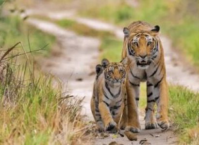Jungle Safari Weekend : Bandhavgarh 4 Days/3 Nights