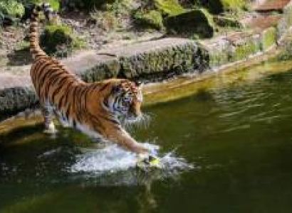Jungle Safari Weekend : Bandhavgarh 4 Days/3 Nights