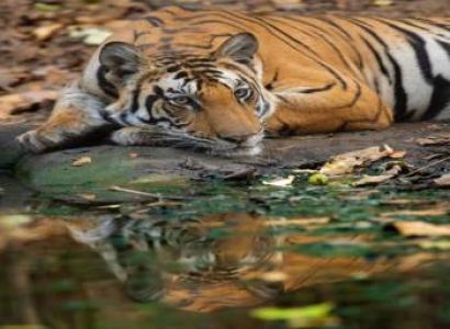 Exlpore – The Lands Of Tiger 7Days/6Nights