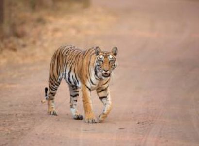 Bandhavgarh – One Day Trip