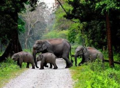 Dooars 4 Days - 3 Nights Tour