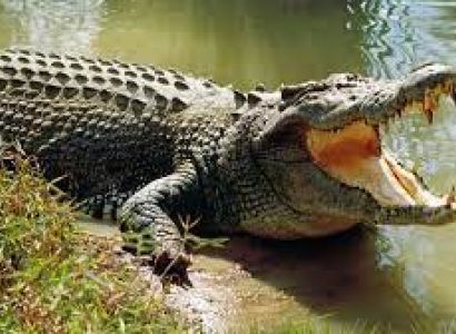 04 Nights and 05 Days Wildlife Tour Odisha