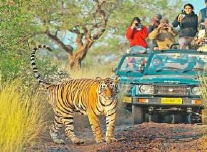 One Day Ranthambore Safari Package