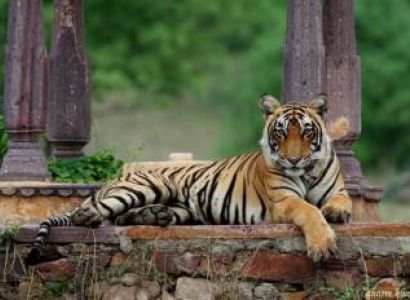 5 Night 6 Days Ranthambore Tour Package