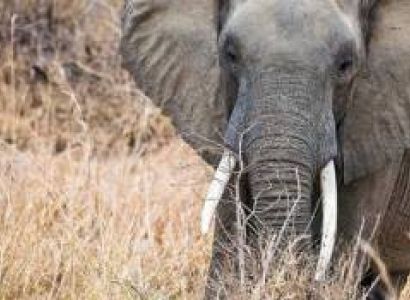 2-Day Mikumi National Park Safari from Zanzibar