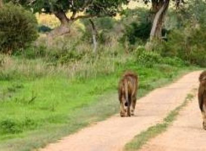 1-Day Mikumi Short and Sweet Safari