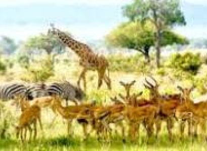 5-Day Nyerere National Park and Mikumi National Park