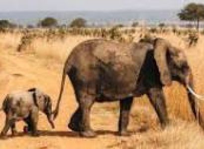 5-Day From Zanzibar to Nyerere and Mikumi National Parks