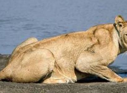 2-Day Safari from Zanzibar to Nyerere National Park