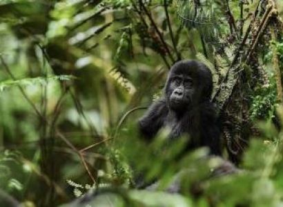 5 Days Gorilla Trekking & Wildlife Safari Rwanda