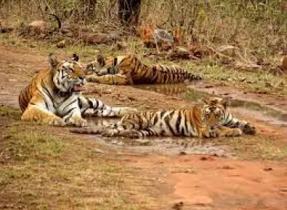 3 Days Kaziranga Guwahati Trip With Jeep Safari