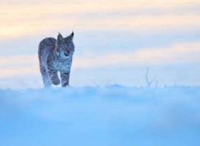 White Spiti Expedition